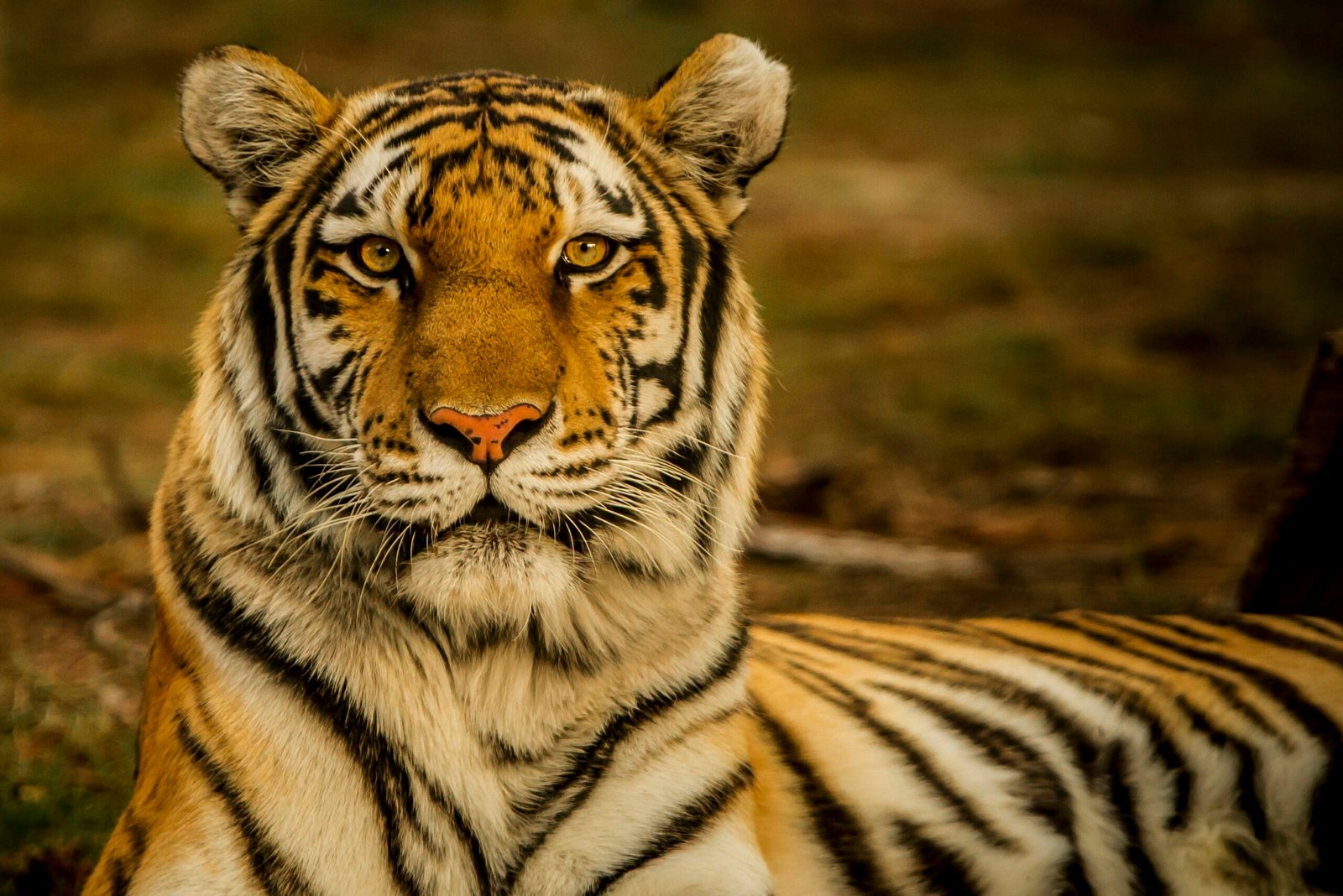 Bandhavgarh Tiger Reserve
