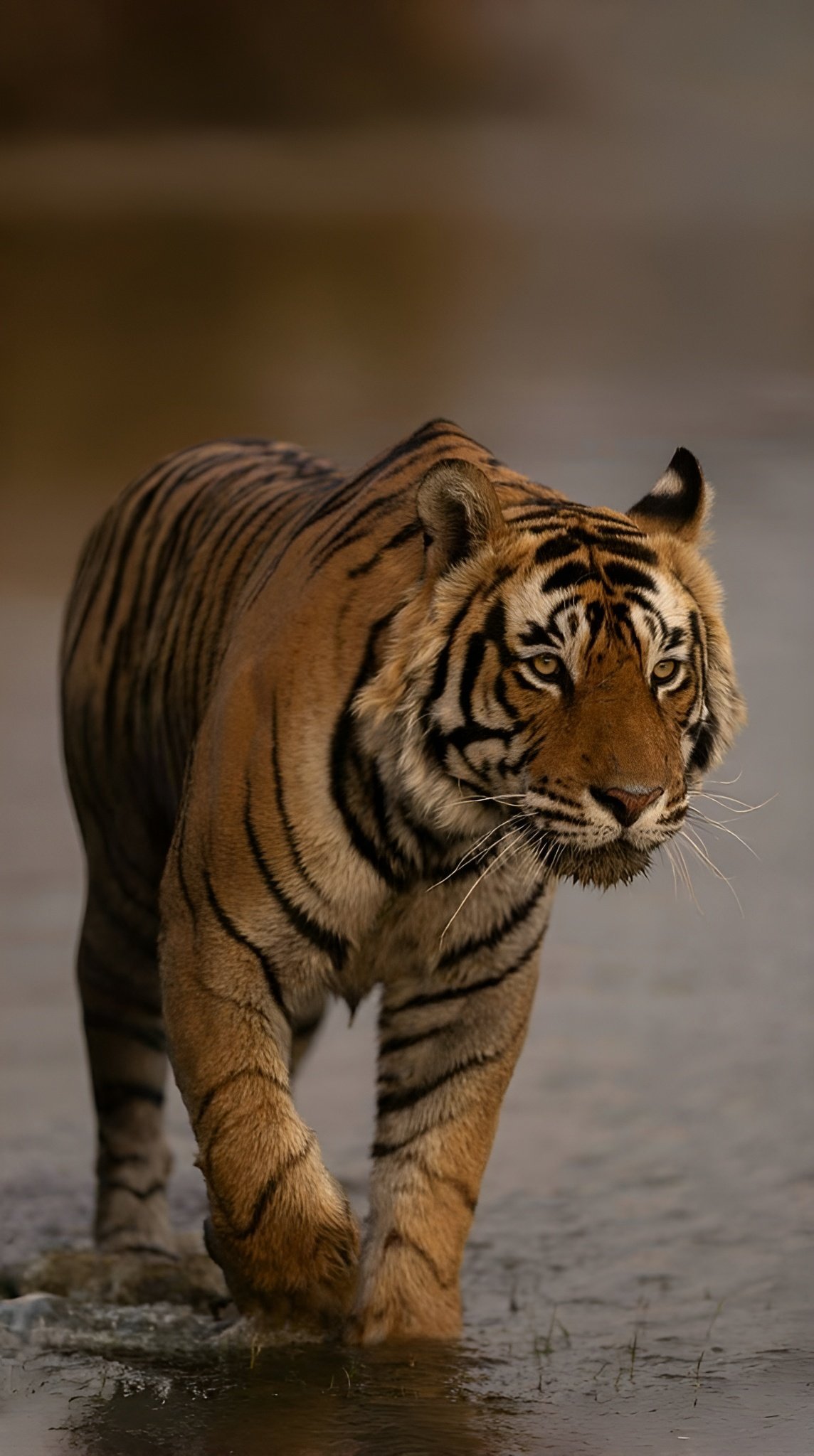 Tadoba Tiger Reserve